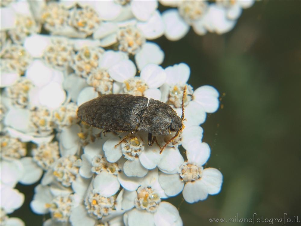 Rosazza (Biella) - Adelocera murina